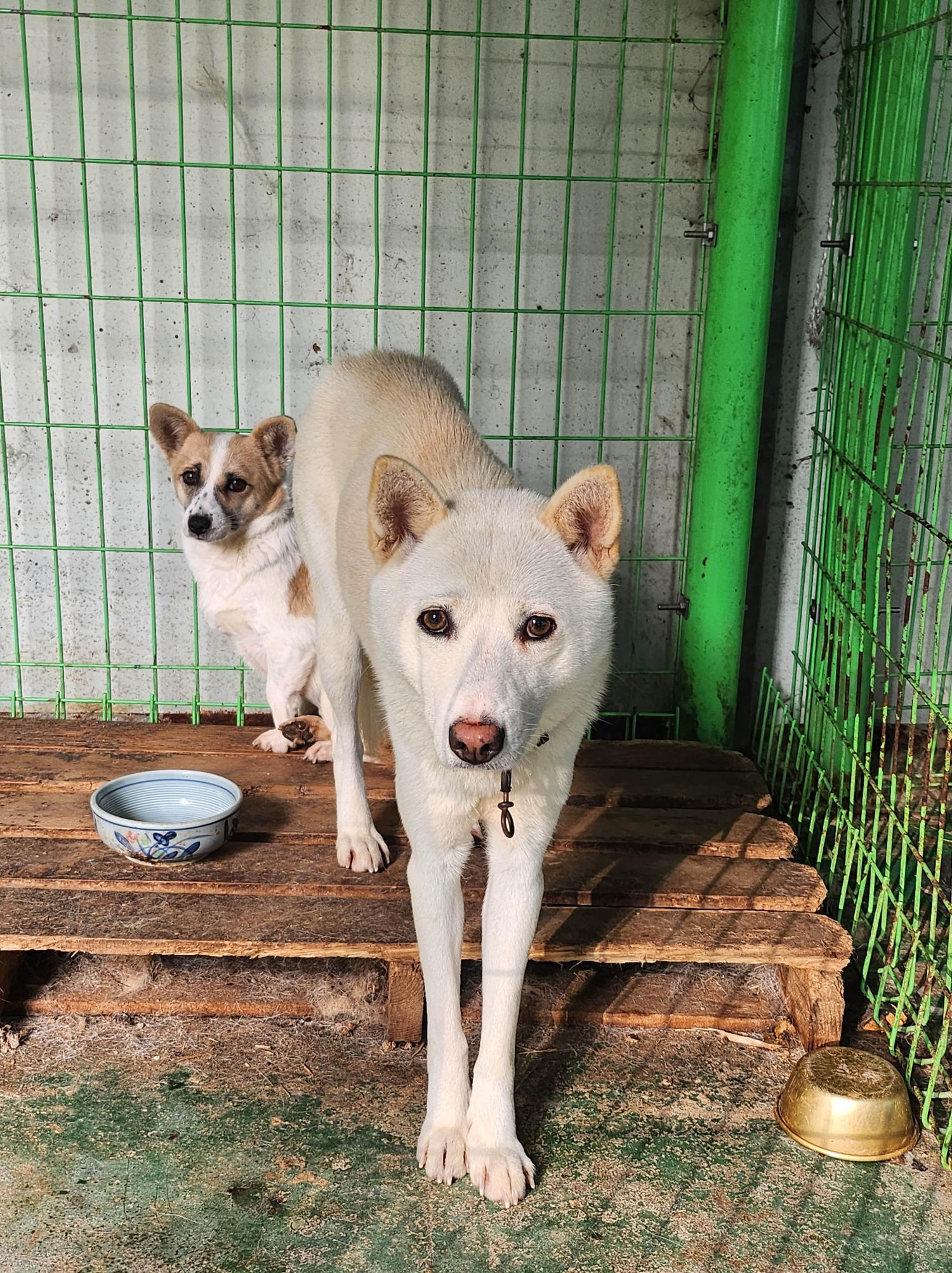 봉화군유기동물보호소_447524202400079